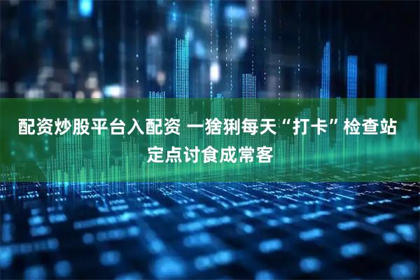 配资炒股平台入配资 一猞猁每天“打卡”检查站 定点讨食成常客